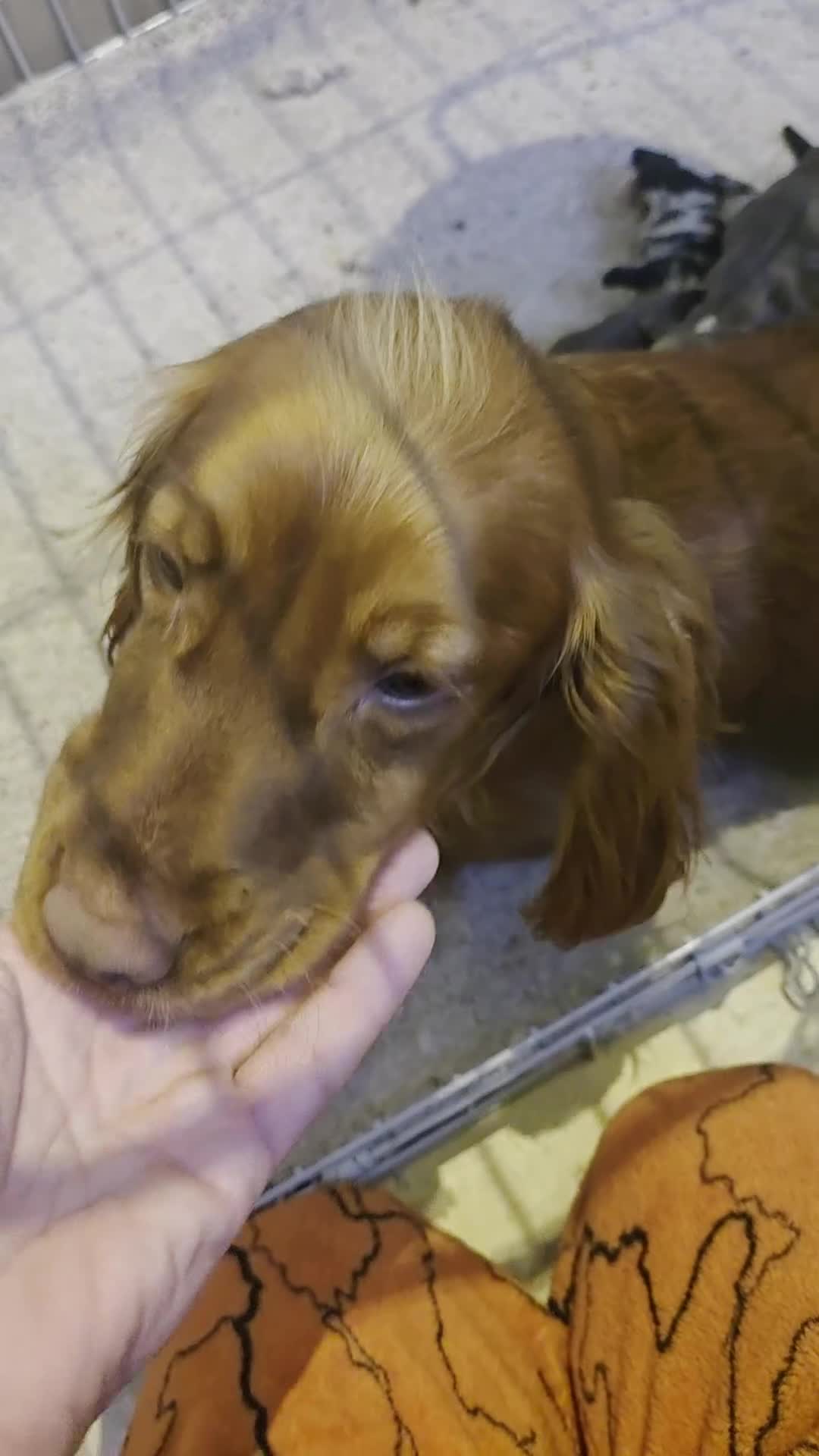 Cocker Spaniel dogs for sale: Kc registered litter - Video 1