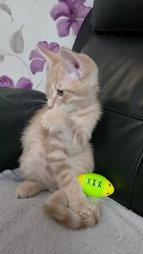 Maine Coon cats for sale: Beautiful and playful half Maine coon kittens  - Video 1