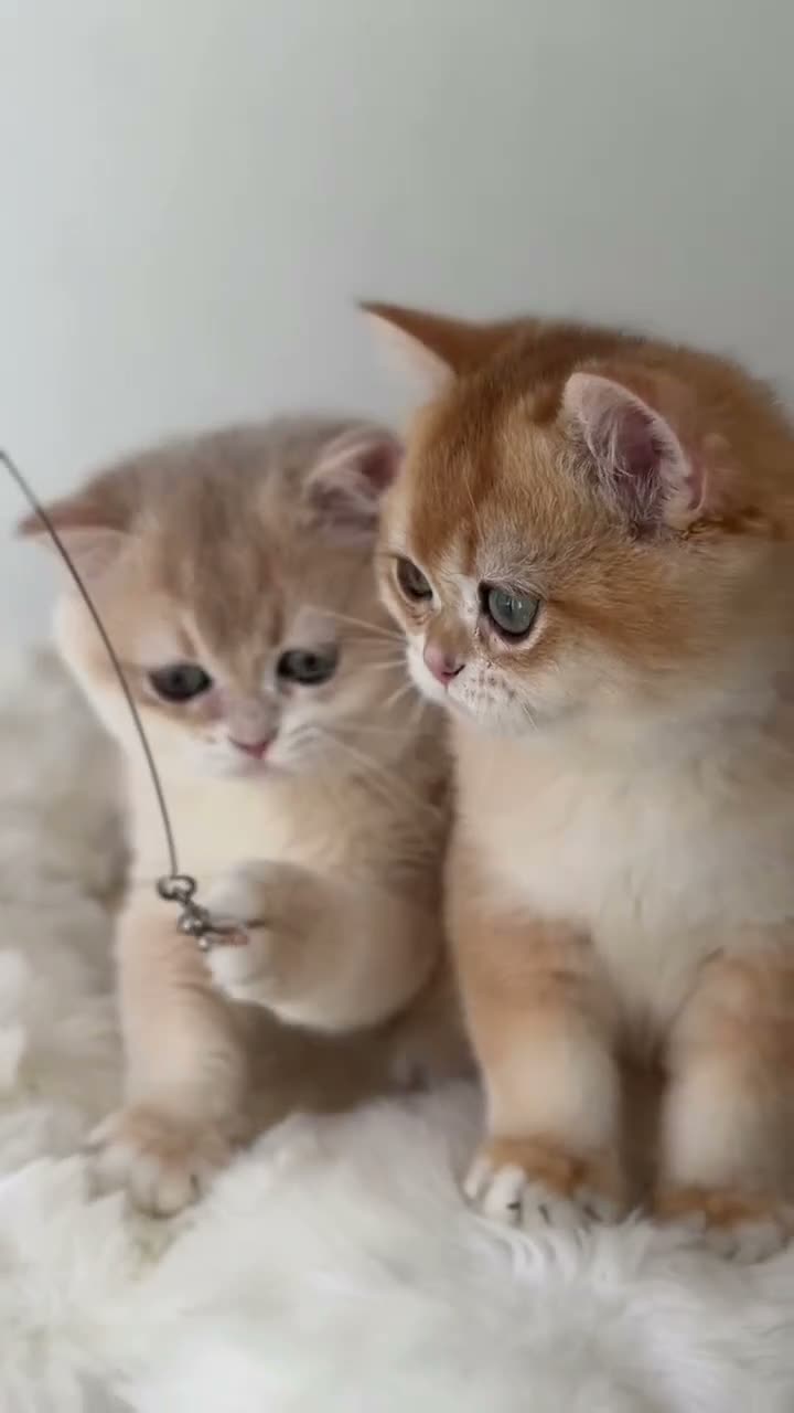 British Shorthair cats for sale: Luxury British Shorthair Lilac kitten - Video 2