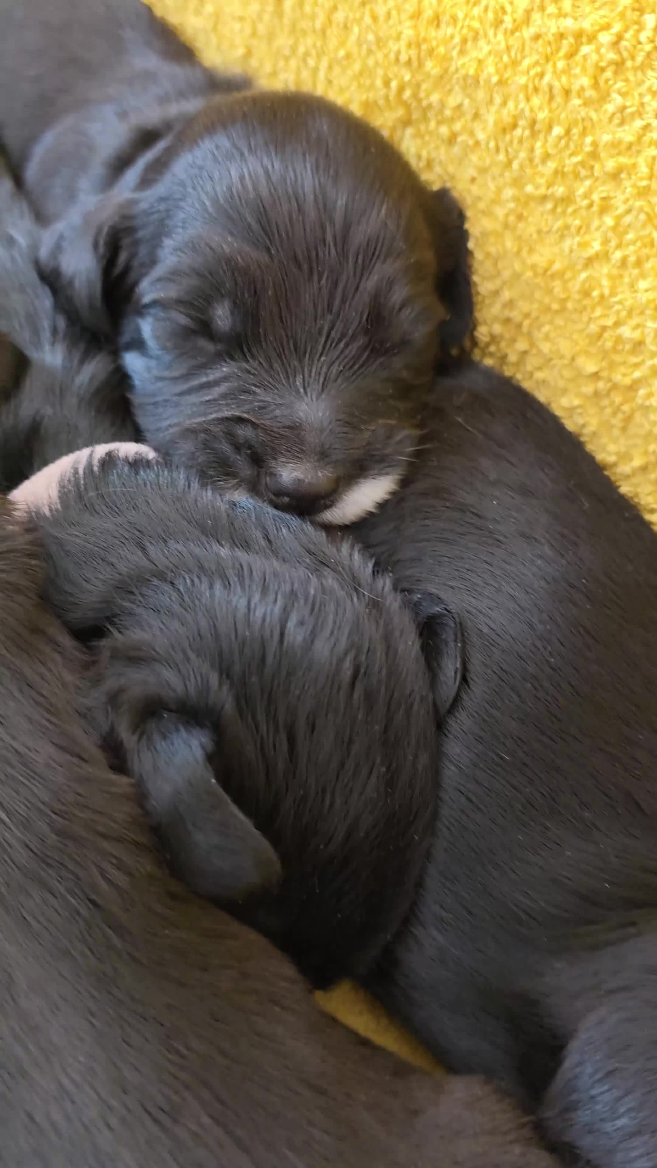 Sprocker dogs for sale: Sprocker Spaniel Puppies in Colchester - Video 2