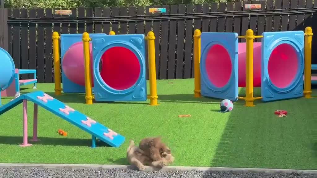 Chow Chow dogs for sale: Exotic colour male chow chow puppies for sale  - Video 2