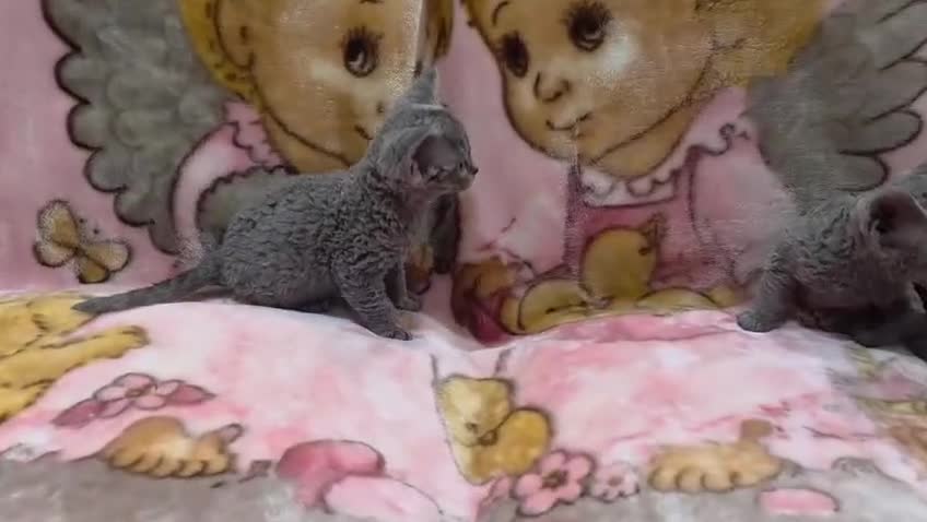 Devon Rex cats for sale: DEVOTED DEVONS  - Video 1
