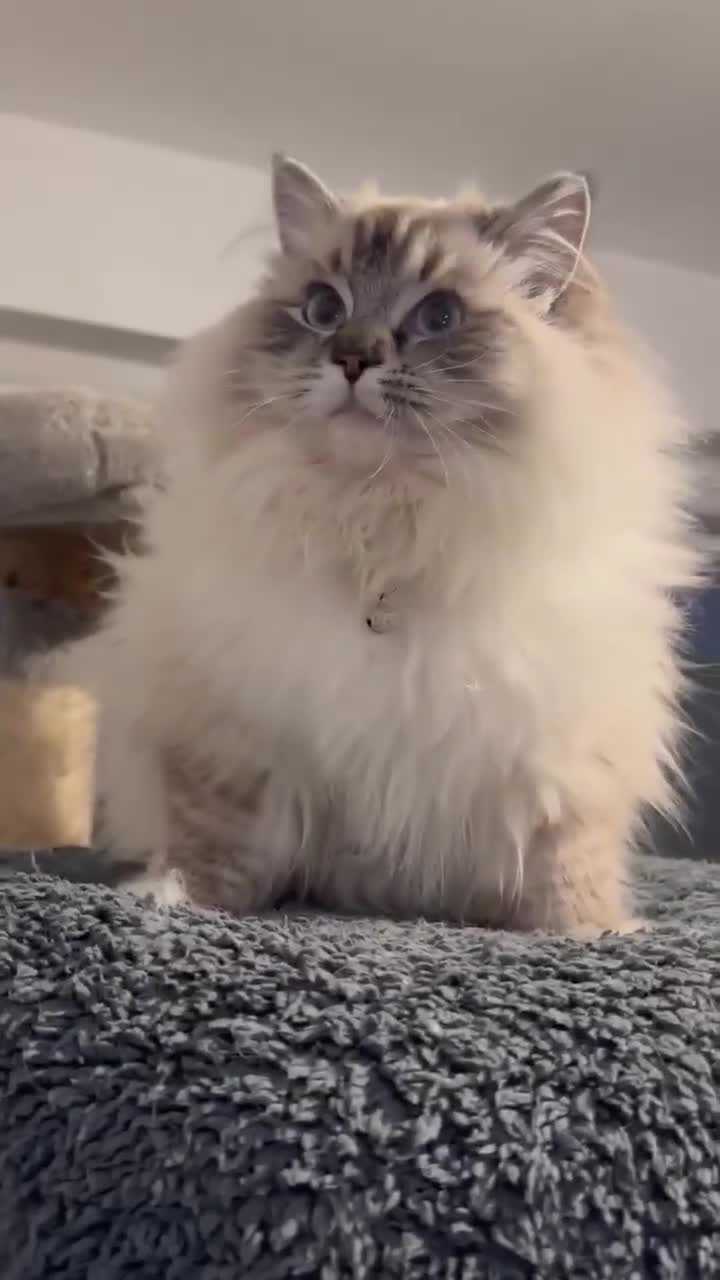 Ragdoll cats for sale: Breeding/show quality Seal Lynx mitted Ragdoll boy - Video 1
