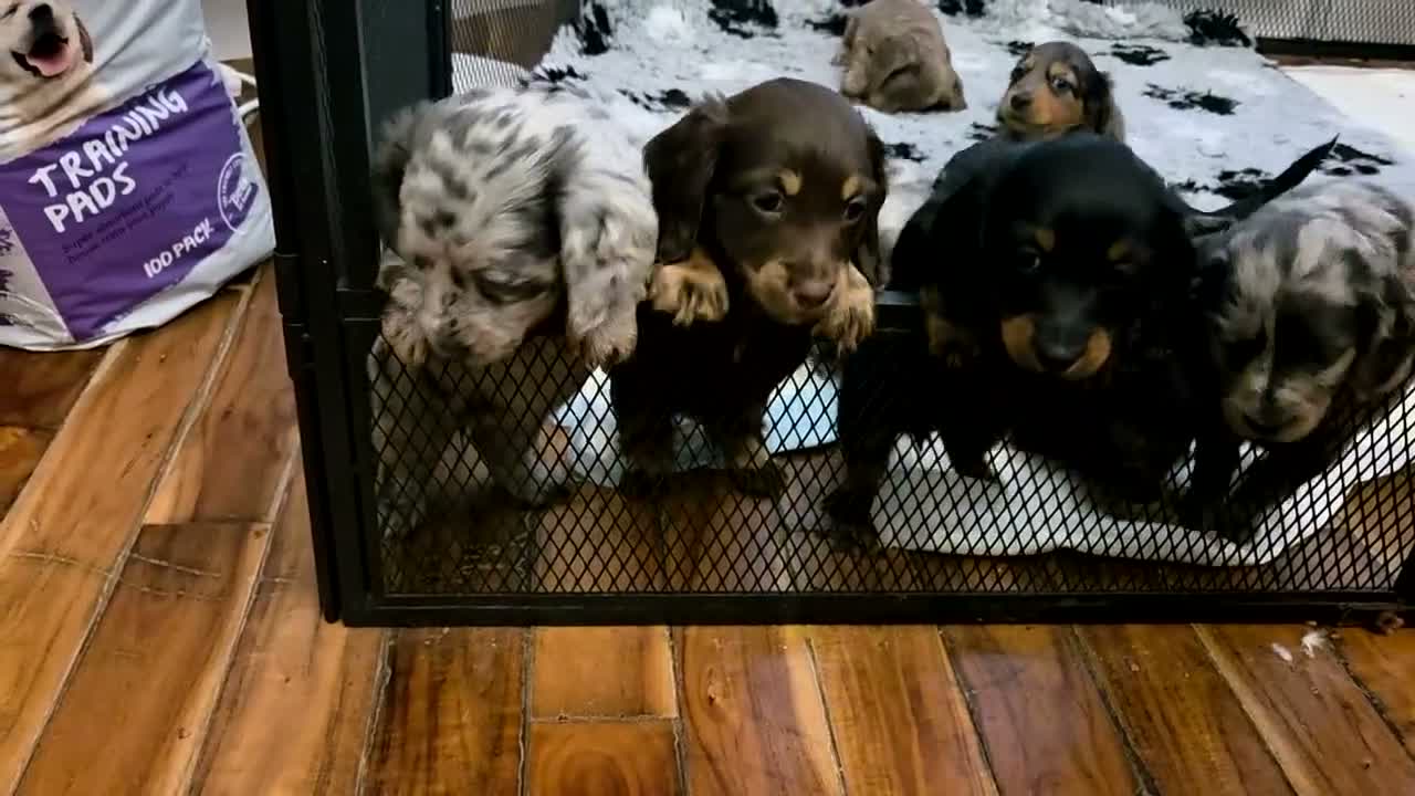 Miniature Dachshund dogs for sale: Mini longhaired dachshunds  - Video 1