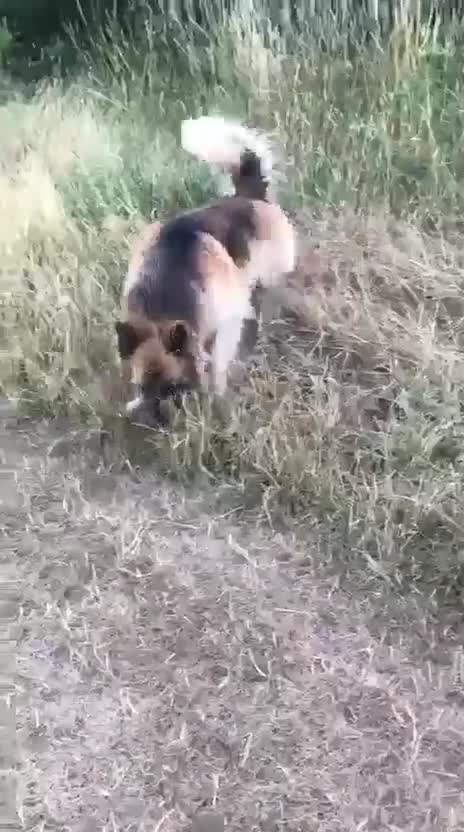 German Shepherd dogs for sale: Big bouncy GSD - Video 2