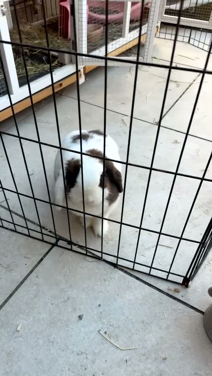 Mixed Breed rabbits for sale: Rabbit  in Bristol - Video 2