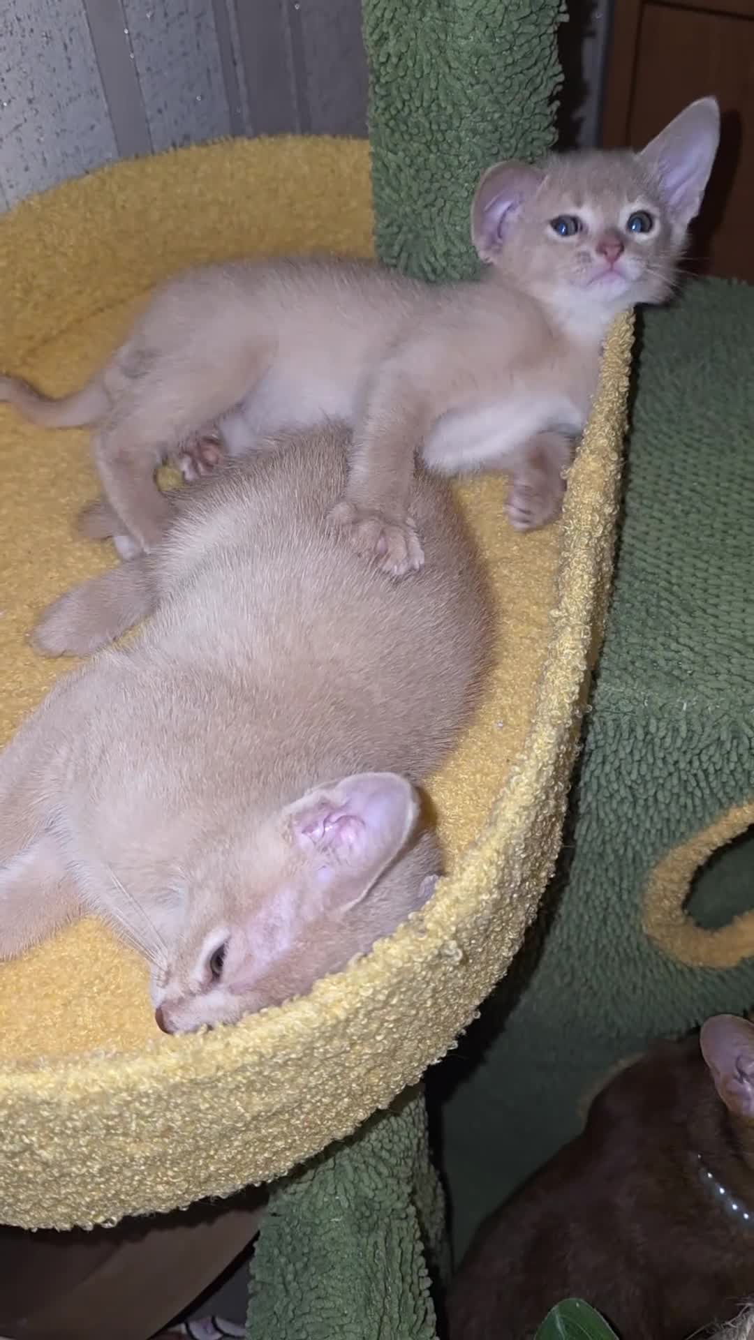 Abyssinian cats for sale: Beautiful Aby kitten  - Video 1