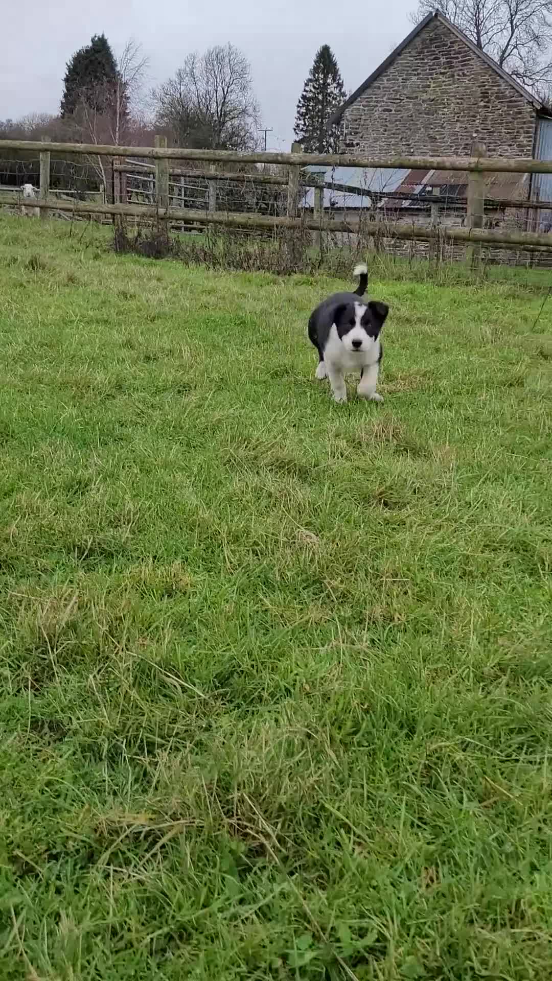 Border Collie dogs for sale: Male Sheepdog pup - working home only - Video 1