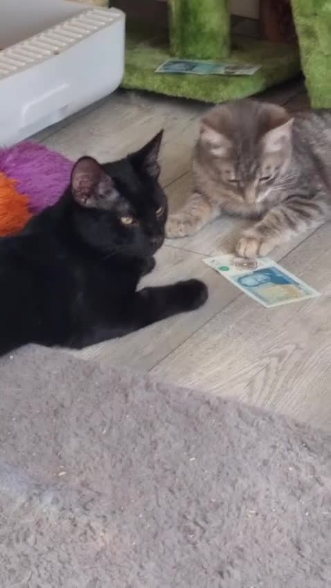 Domestic Shorthair cats for adoption: Kiwi & Percy - Adopt Cats in Crisis East Ldn - Video 1