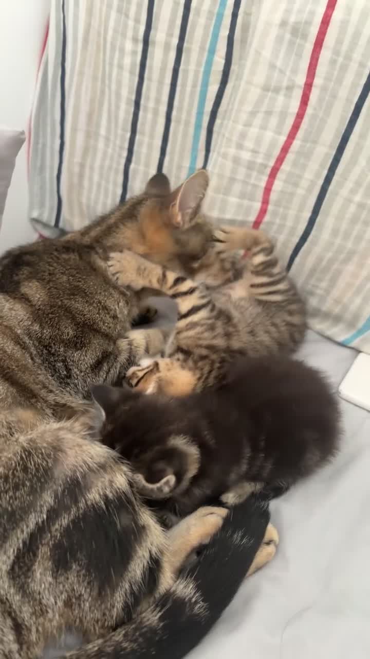 Domestic Shorthair cats for sale: 2 Adorable Mixed Breed Kittens–Must Stay Together - Video 1