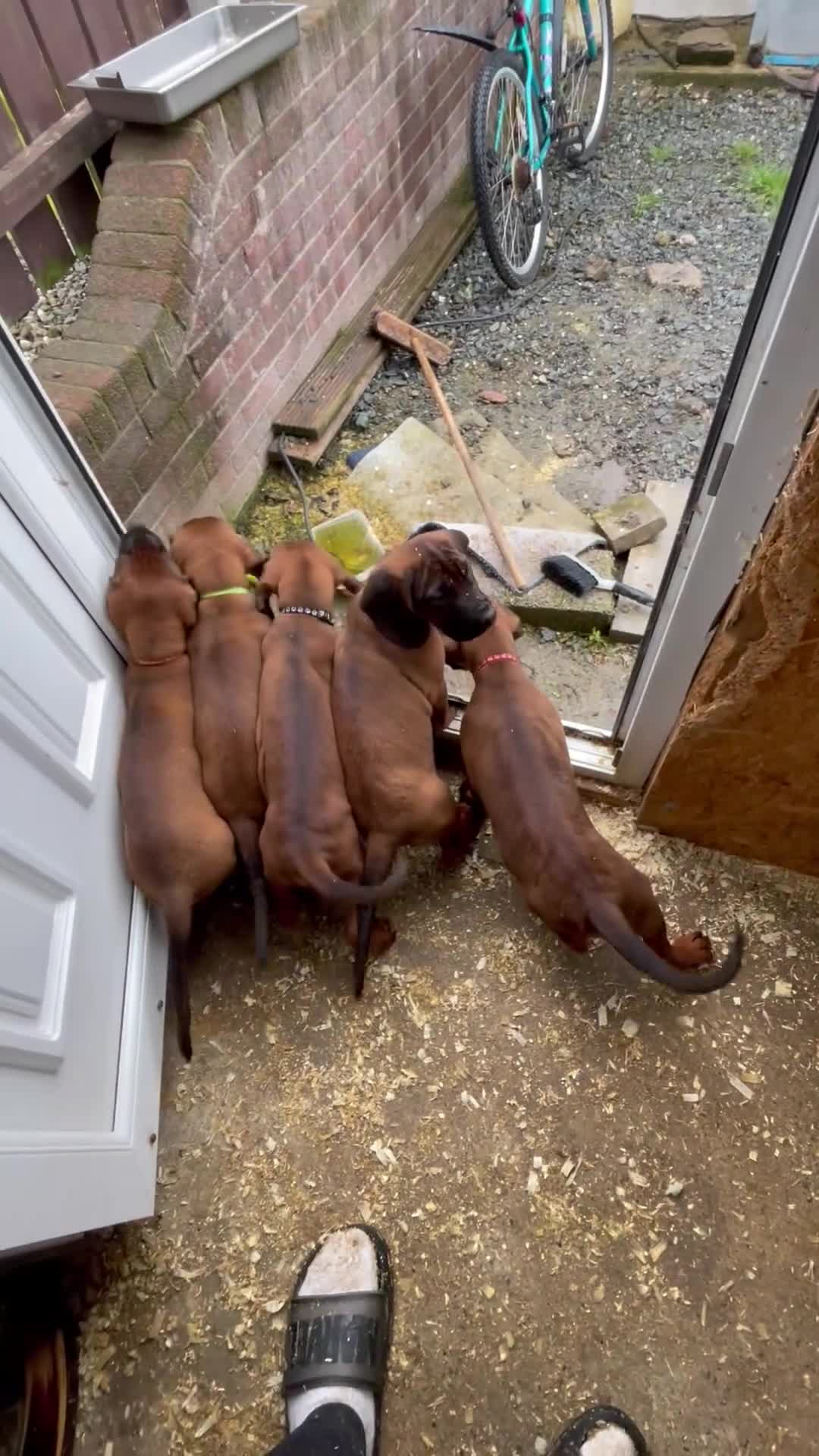 Bavarian Mountain Hound dogs for sale: Bavarian mountain scent hound male puppy’s  - Video 1