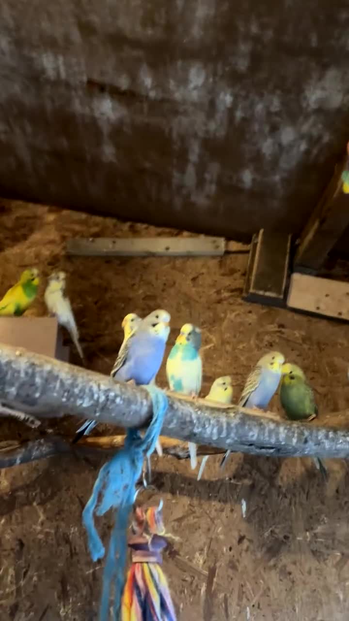 Budgerigars birds for sale: Budgies  - Video 2