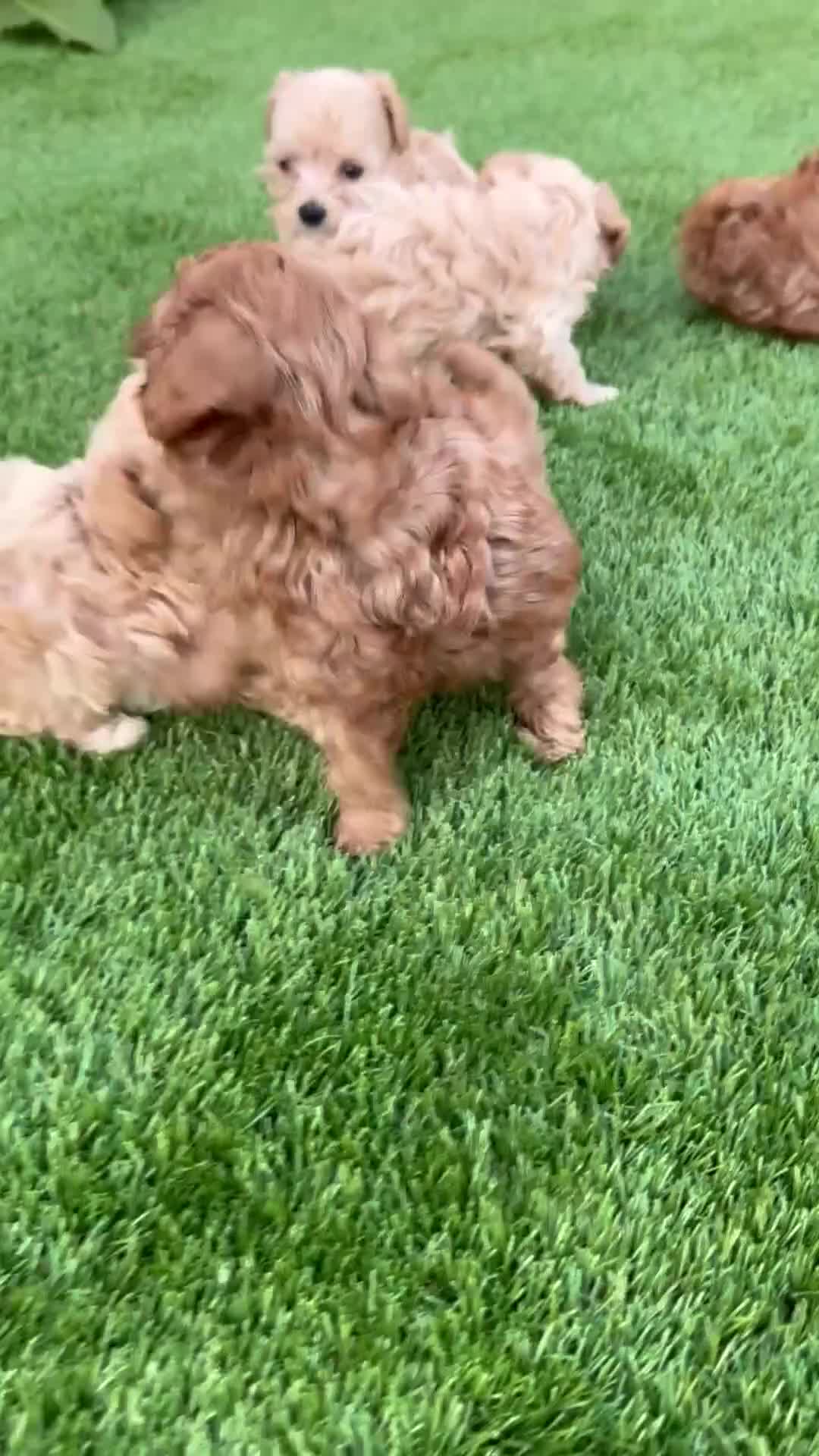 Cockapoo dogs for sale: Beautiful Cockapoo Puppies - Video 1