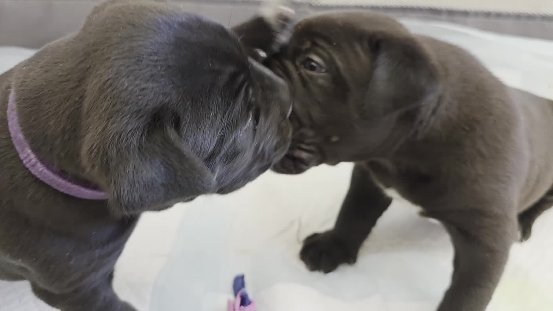 Cane Corso dogs for sale: NEW POST - Cane Corso Puppies  in Stroud - Video 3