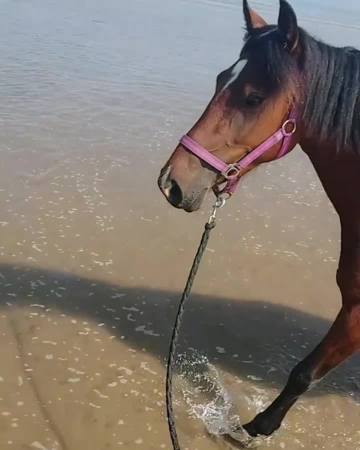 Welsh Section D horses for sale: Eye catching bay mare  in Prescot - Video 1