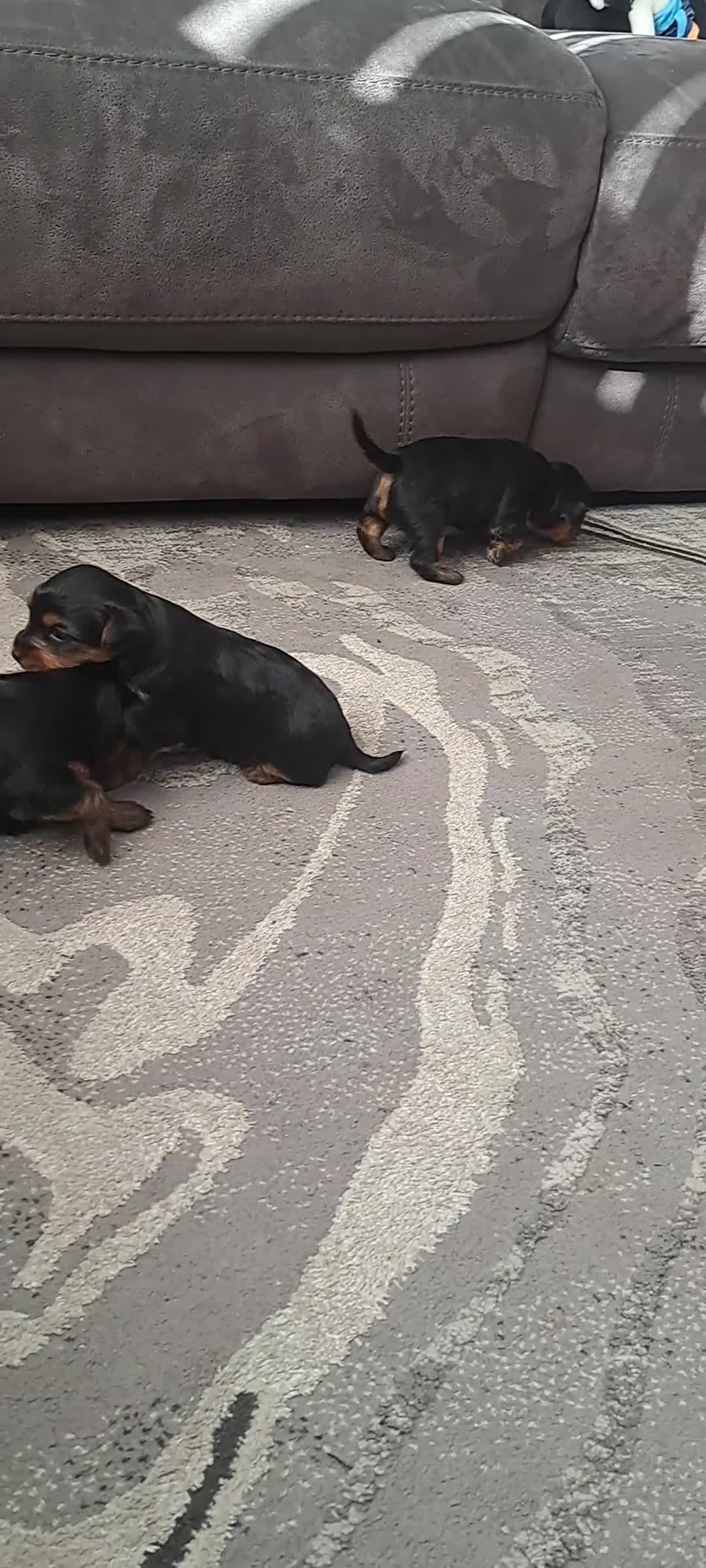 Yorkshire Terrier dogs for sale: 3 beautiful yorkshire terrier puppies  - Video 2