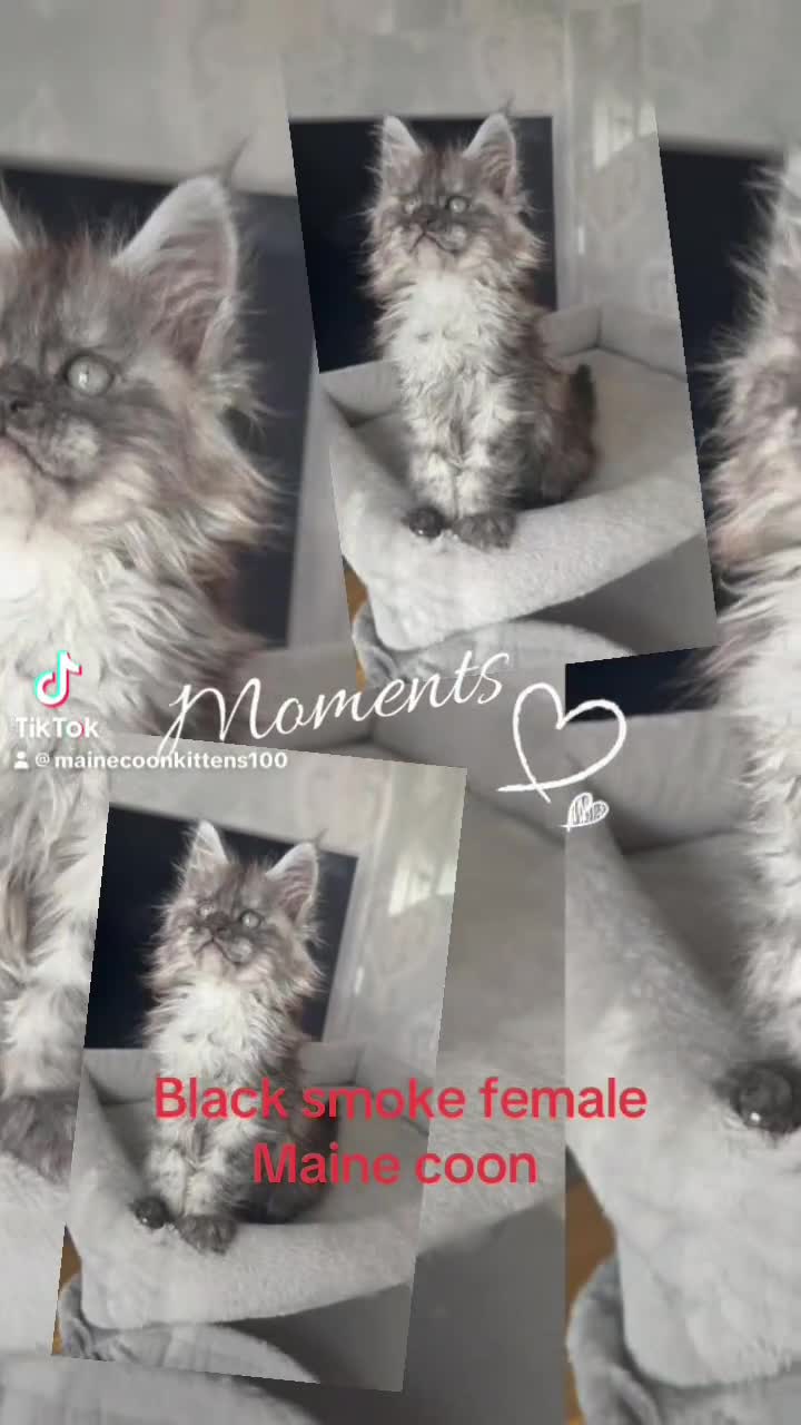Maine Coon cats for sale: Several litters of Outstanding pedigree kittens  - Video 3