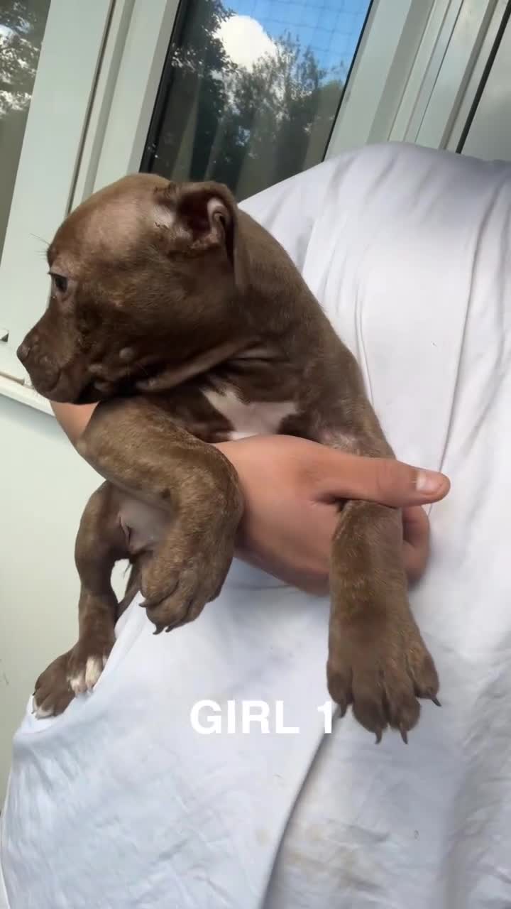 American Bulldog dogs for sale: American bulldog mastiff bloodline puppies - Video 1