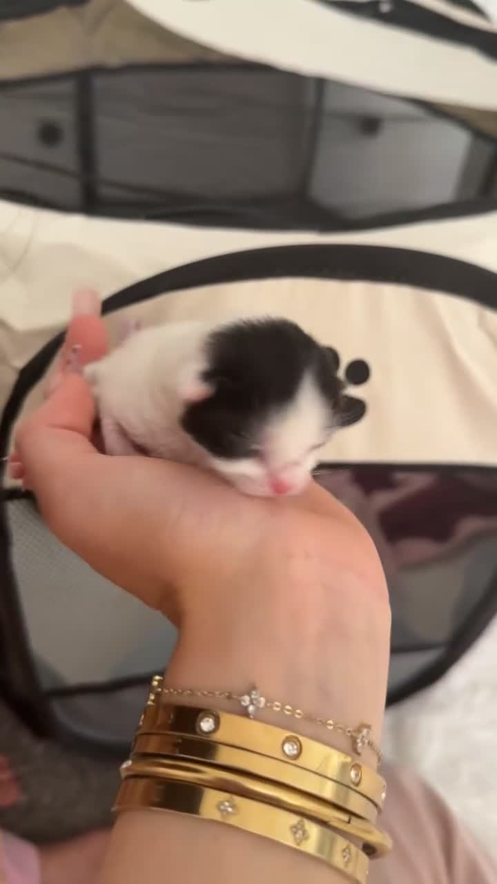 British Longhair cats for sale: kittens (ready september)  - Video 5
