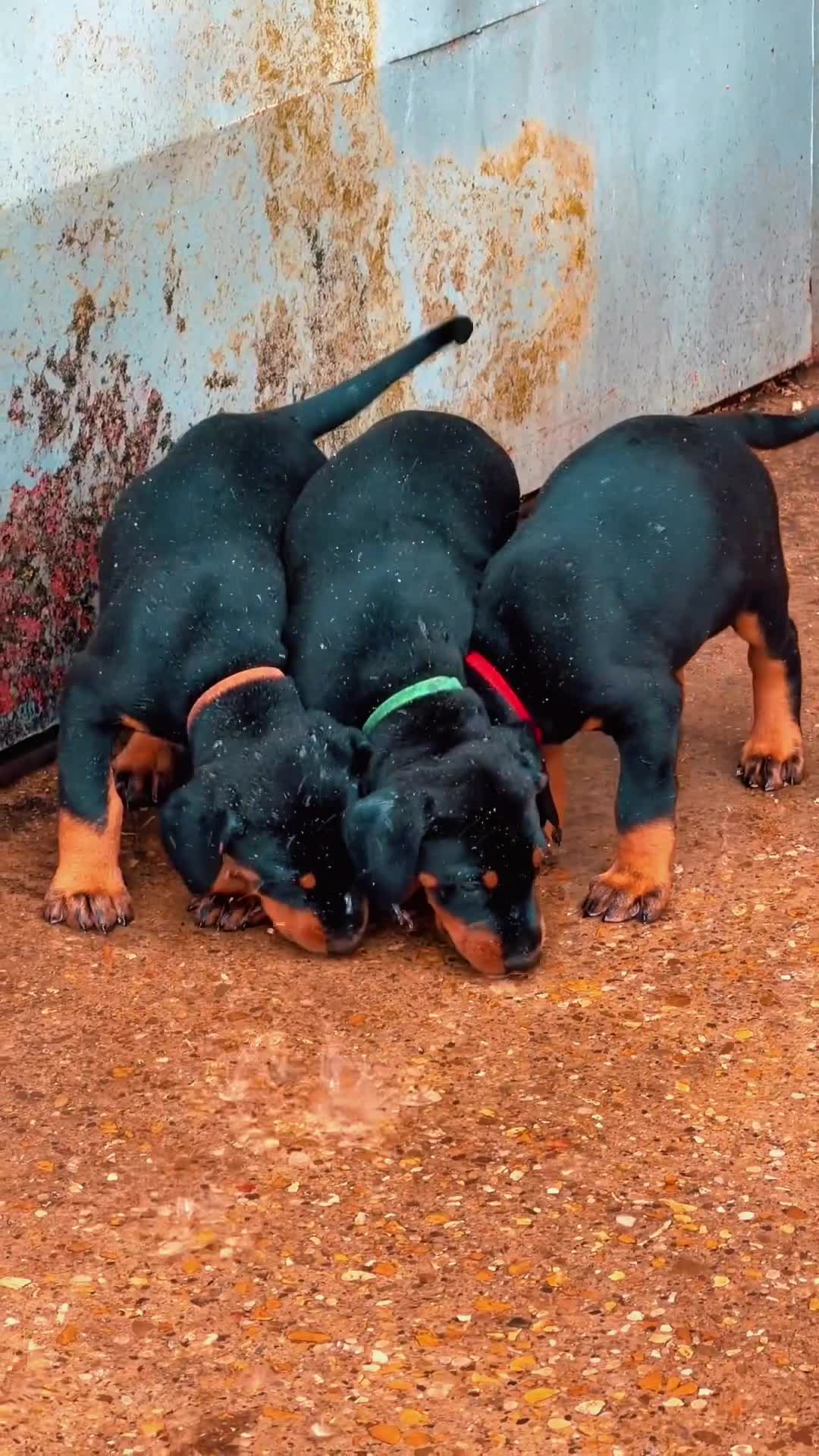 Dobermann dogs for sale: KC Registered Doberman Puppies 🐾 - Video 1