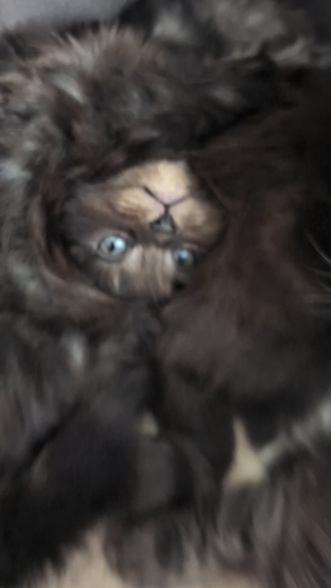 Siberian cats for sale: ✨ Beautiful kittens looking for loving homes ✨ in Eastleigh - Video 3