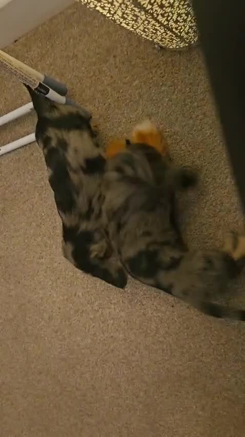 Miniature Dachshund dogs for sale: Beautiful Miniatures  in Edinburgh - Video 1