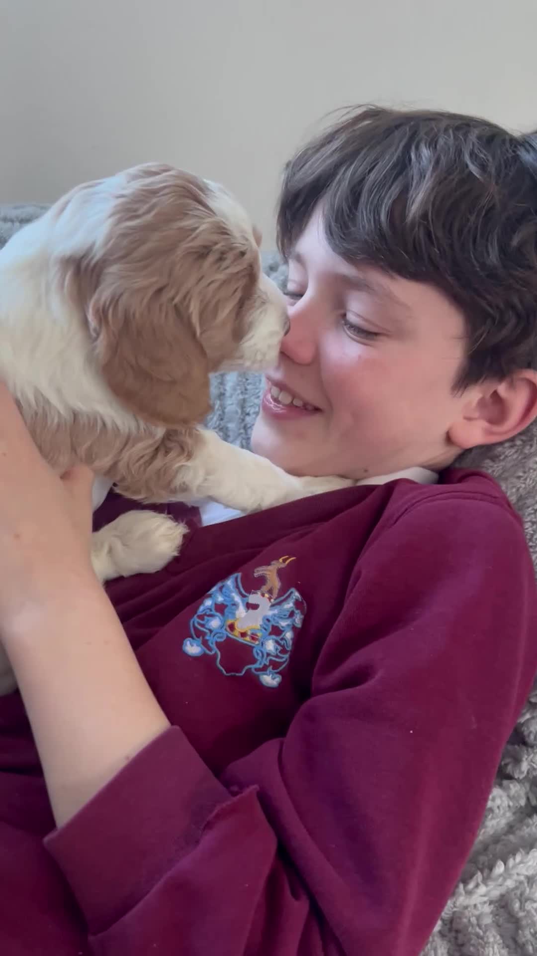 Australian Labradoodle dogs for sale: Australian labradoodle girl  - Video 1