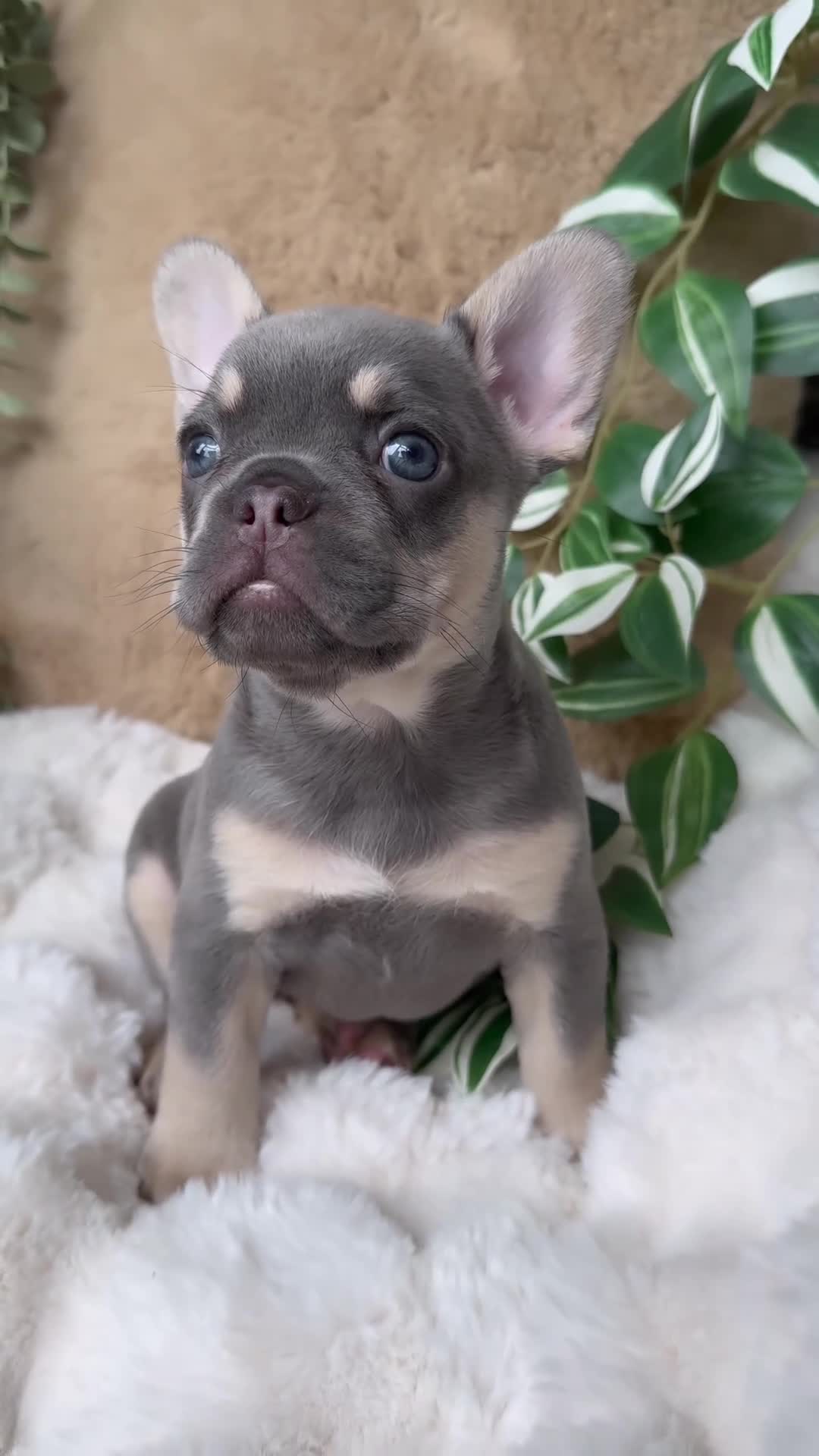 French Bulldog dogs for sale: NEW LUXURY FRENCHIES 2 GIRLS 3 BOYS LEFT - Video 4
