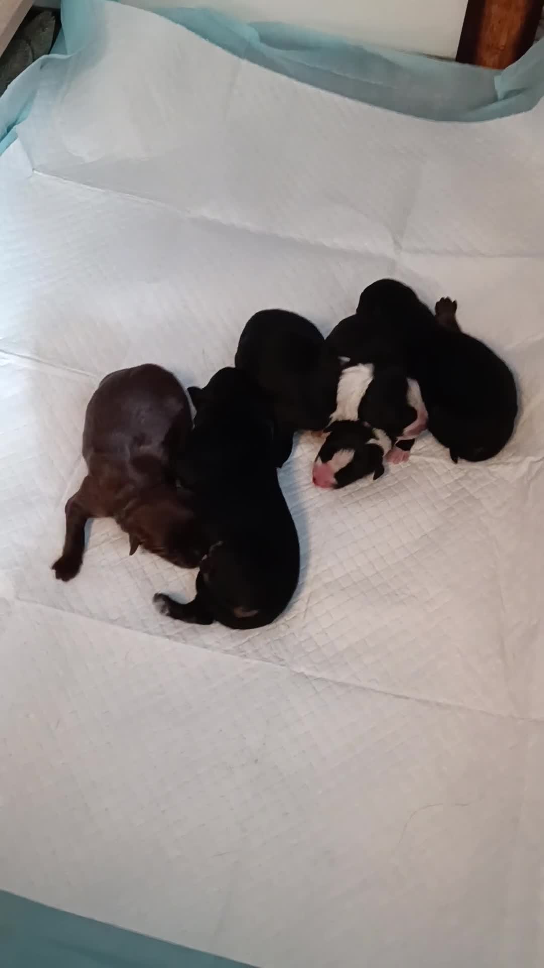 Mixed Breed dogs for sale: German shepherd cross border collie puppies  - Video 1