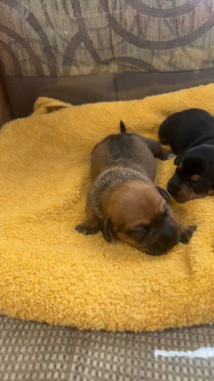 Miniature Dachshund dogs for sale: Miniature dachshund puppies  in Forres - Video 3
