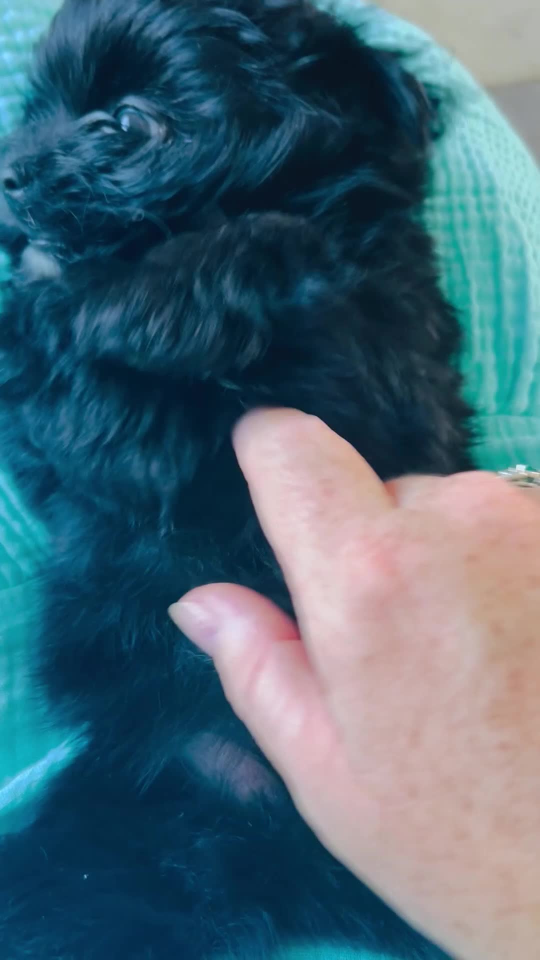 Maltipom dogs for sale: Pomeranian/maltese  in Blackwood - Video 3