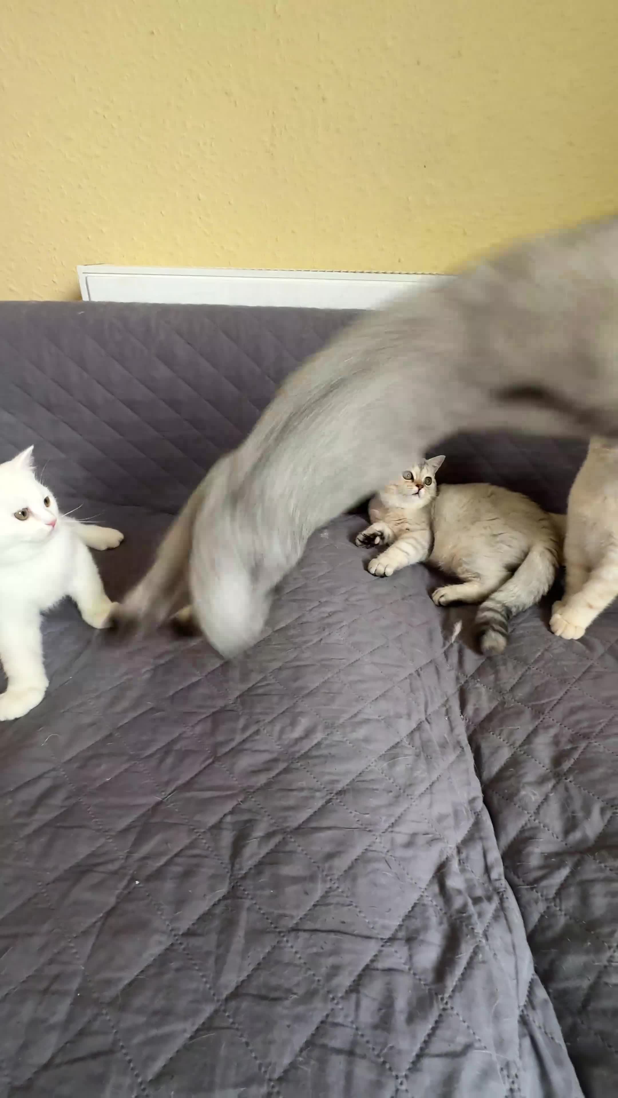 British Shorthair cats for sale: Gorgeous British Longhair & Shorthair Kittens - Video 1