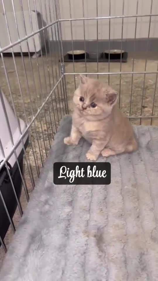 British Shorthair cats for sale: Champions bloodline British Shorthair Kittens! 🐾  - Video 5