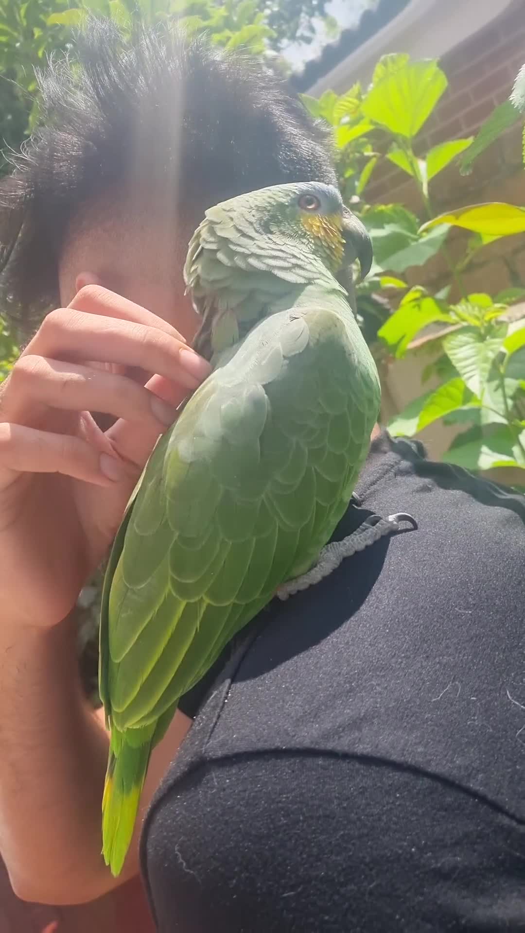 Parrots birds for sale: Amazon Parrot - Video 2