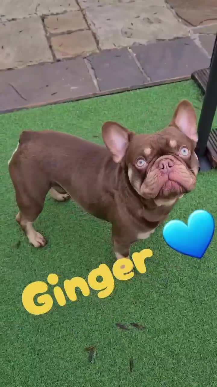 French Bulldog dogs for stud: 🐾⭐️New Shade Rojo tan RFG 0, 6 panel clear⭐️🐾 in Birmingham - Video 1