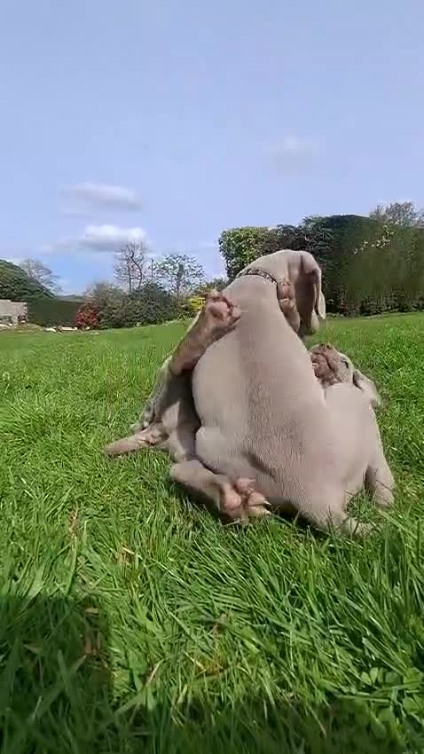 Weimaraner dogs for sale: Quality KC Reg health tested Weimaraner Puppies - Video 1