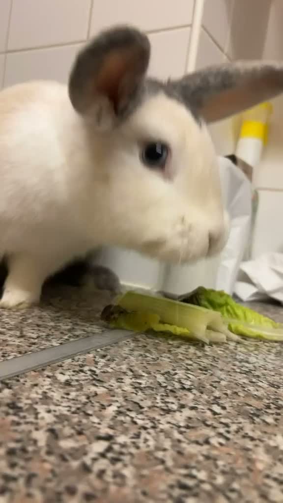 Mini Lop rabbits for sale: Minimise/Rex Rabbit - Video 1