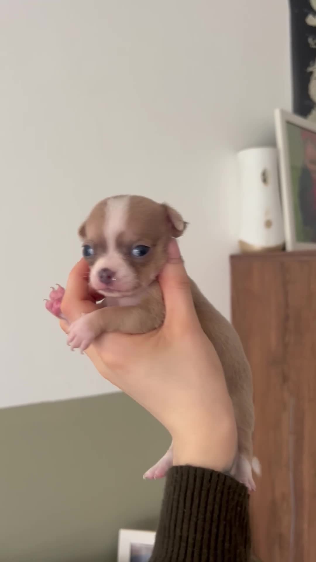 Chihuahua dogs for sale:  **  chihuahua puppies - Video 2