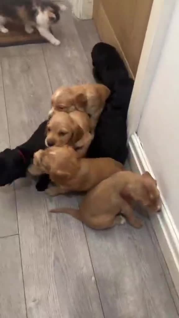 Mixed Breed dogs for sale: Cocker spaniel x labrador xEngland spring spaniel  - Video 1