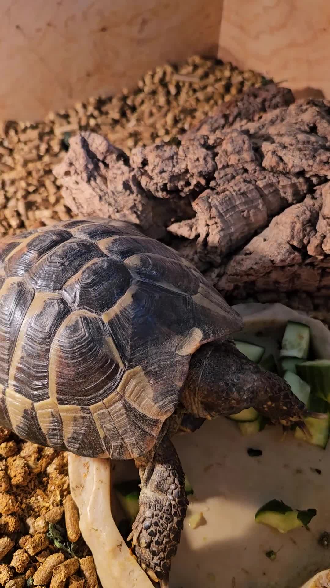 Hermann Tortoise reptiles for sale: 18 year old Herman tortoise  - Video 1