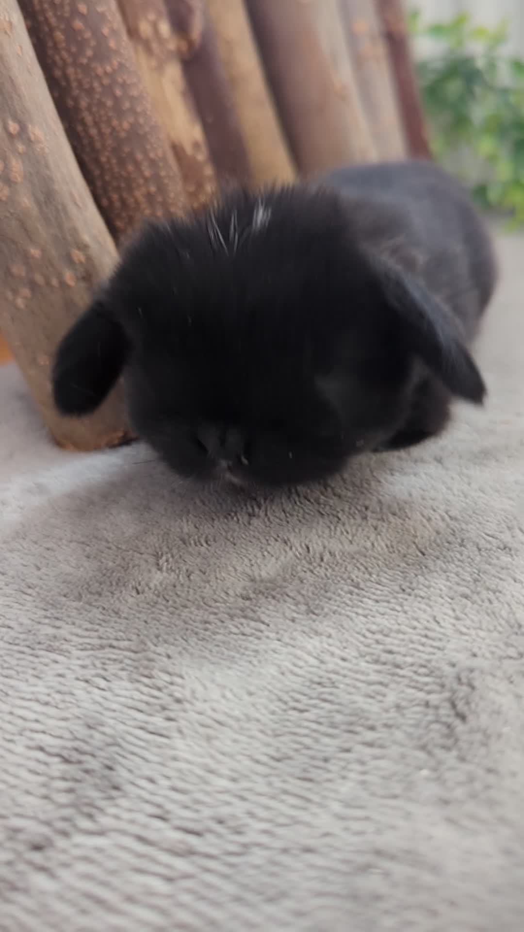Mini Lop rabbits for sale: Mini lops looking for new homes - Video 1