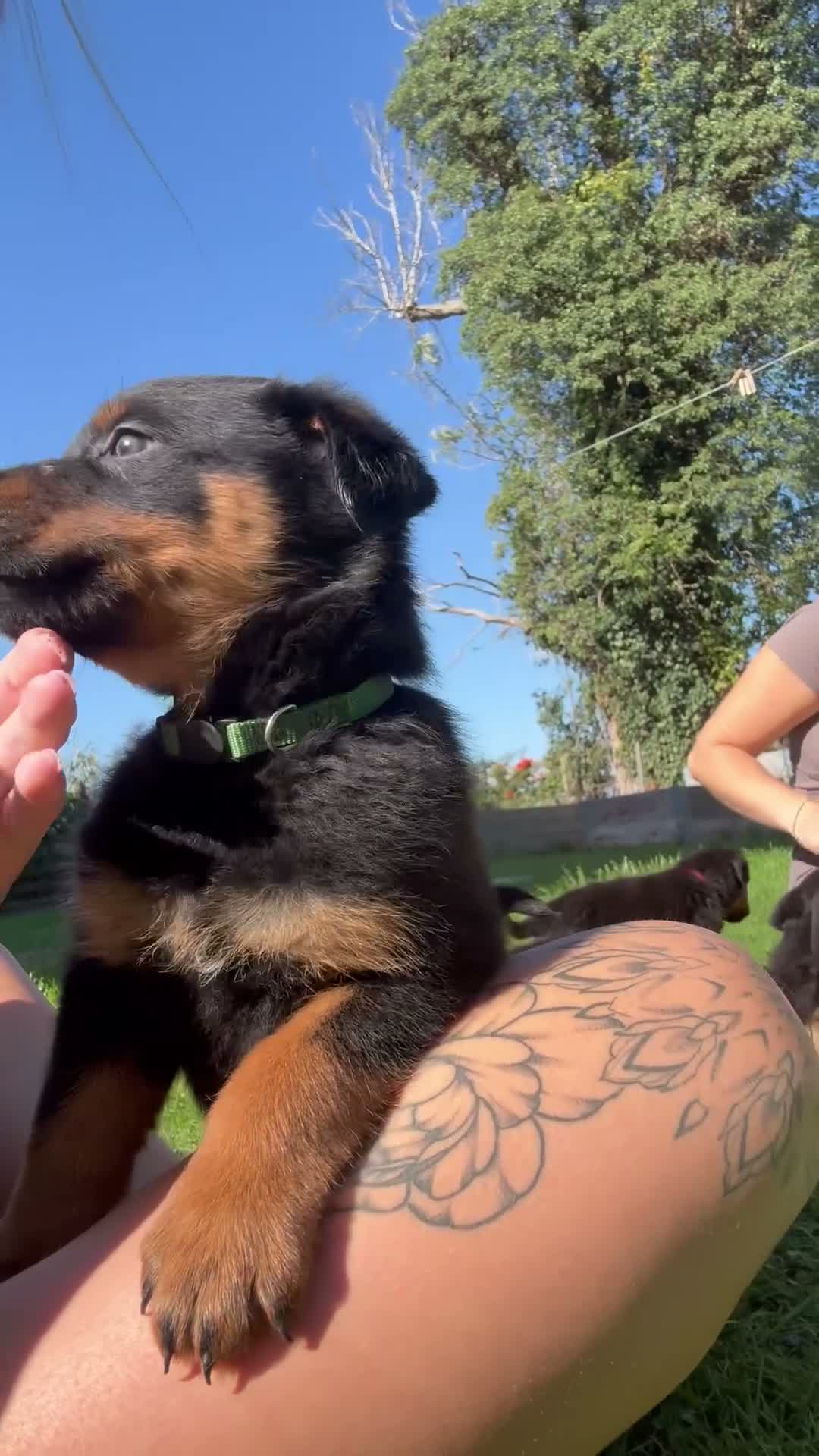 Rottweiler dogs for sale: Female left  - Video 4