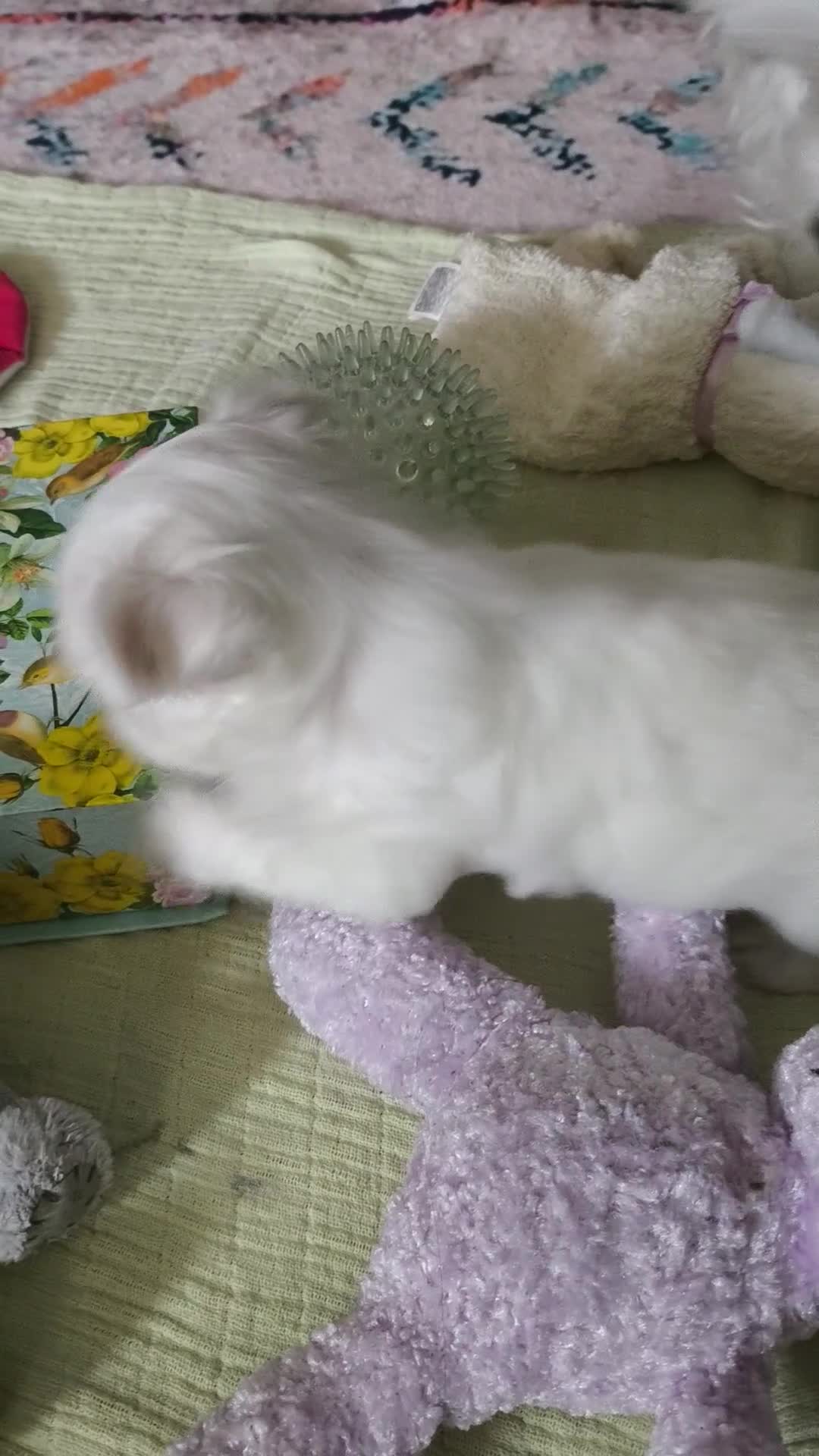 Maltese dogs for sale: Korean line Maltese puppies - Video 1