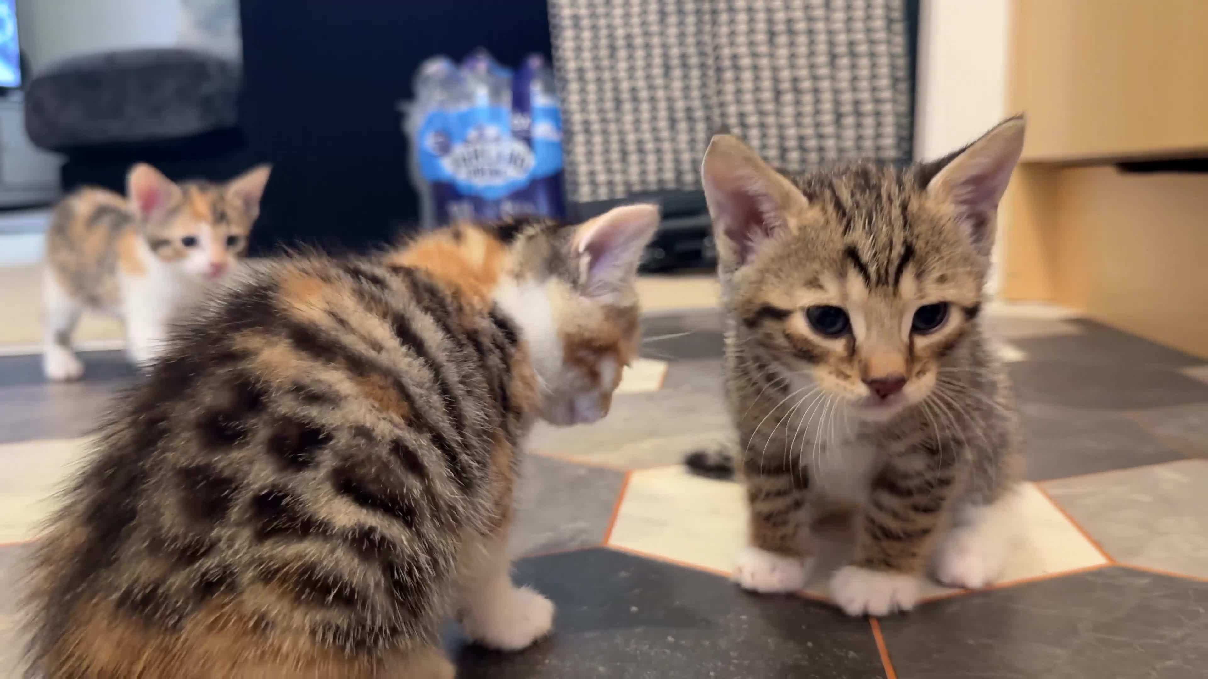 Mixed Breed cats for sale: Adorable Kittens  Little Fox Girls & 1 Cartoon Boy - Video 1