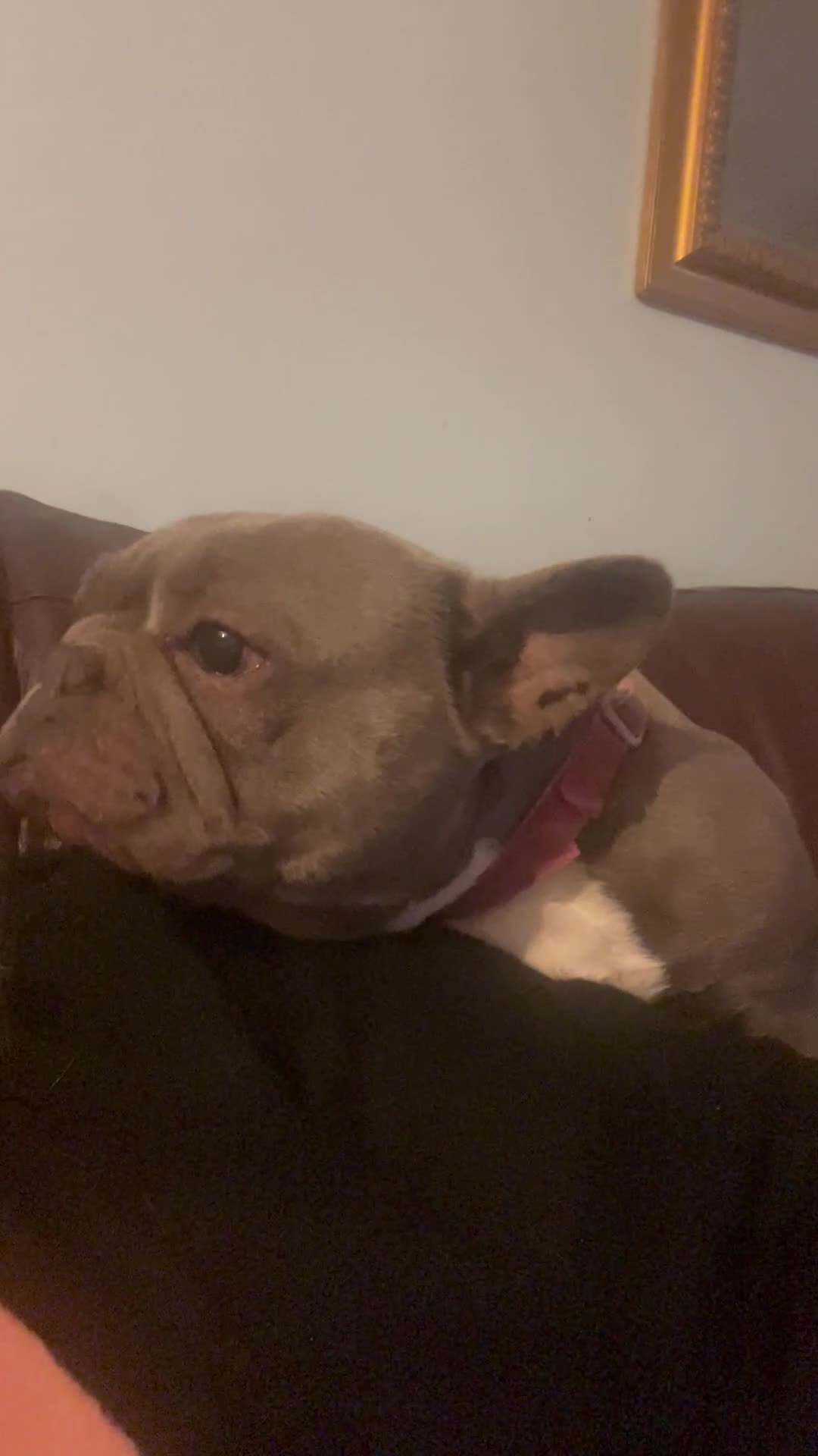 French Bulldog dogs for sale: Frenchie female - Video 4