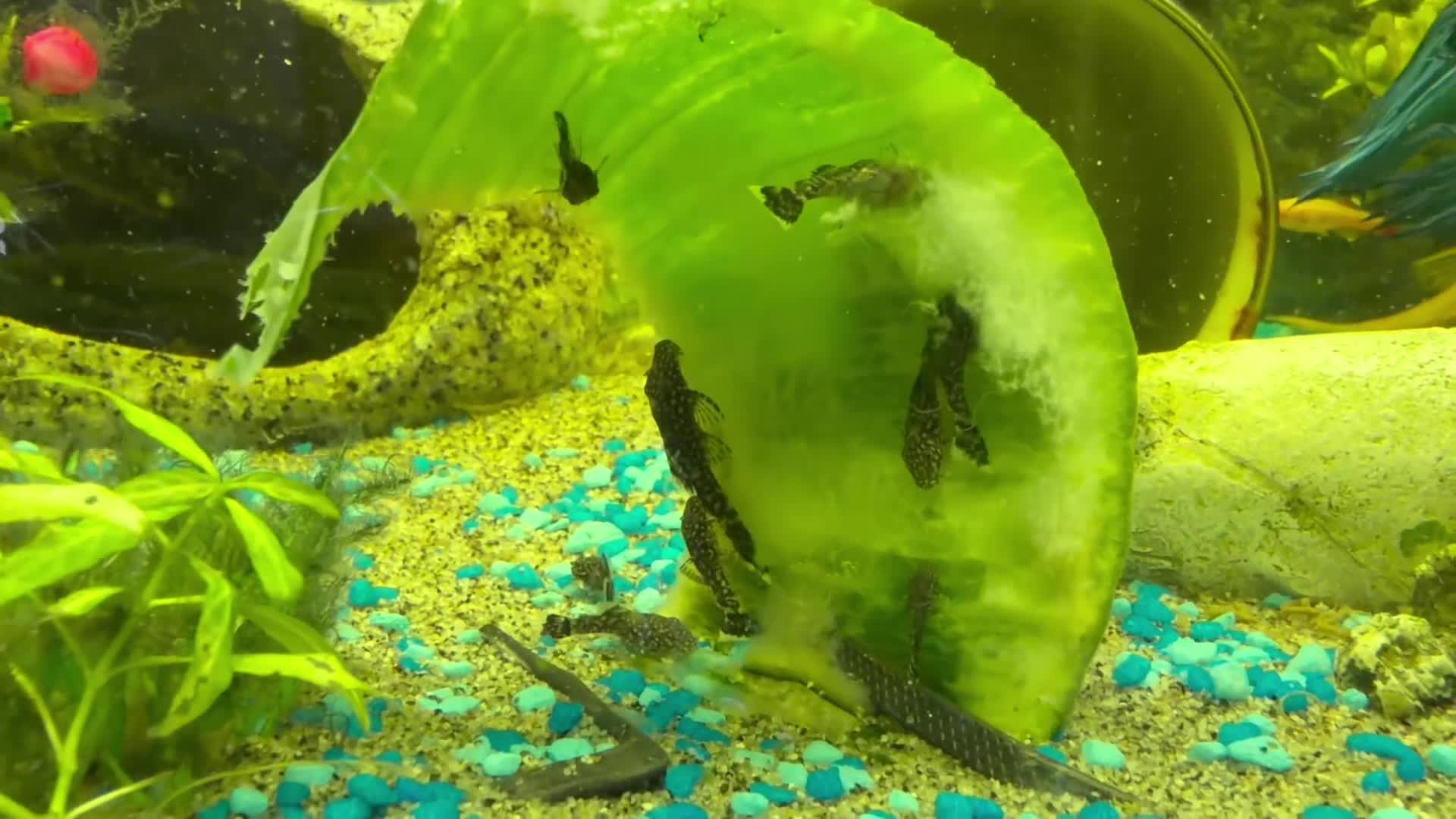 Plecos fish for sale: 65 baby pleco  in Preston - Video 1