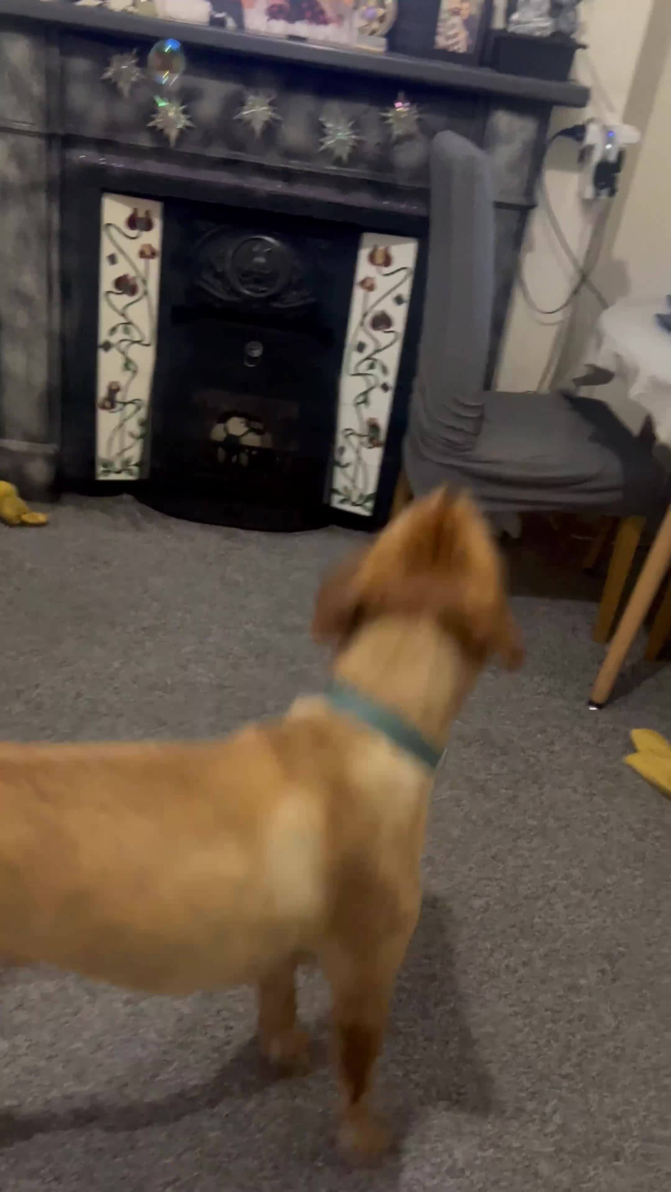Labrador Retriever dogs for stud: Labrador Retriever for stud - Video 2