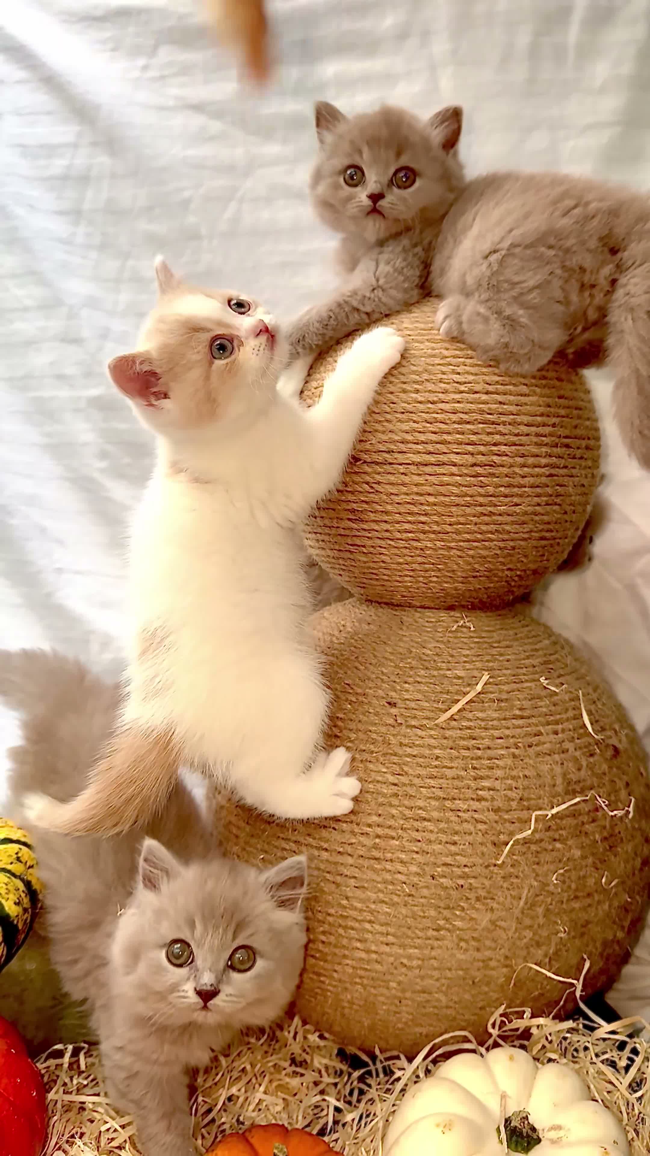 British Shorthair cats for sale: 🐻🐱British shorthair and British longhair kittens in Oxford - Video 1