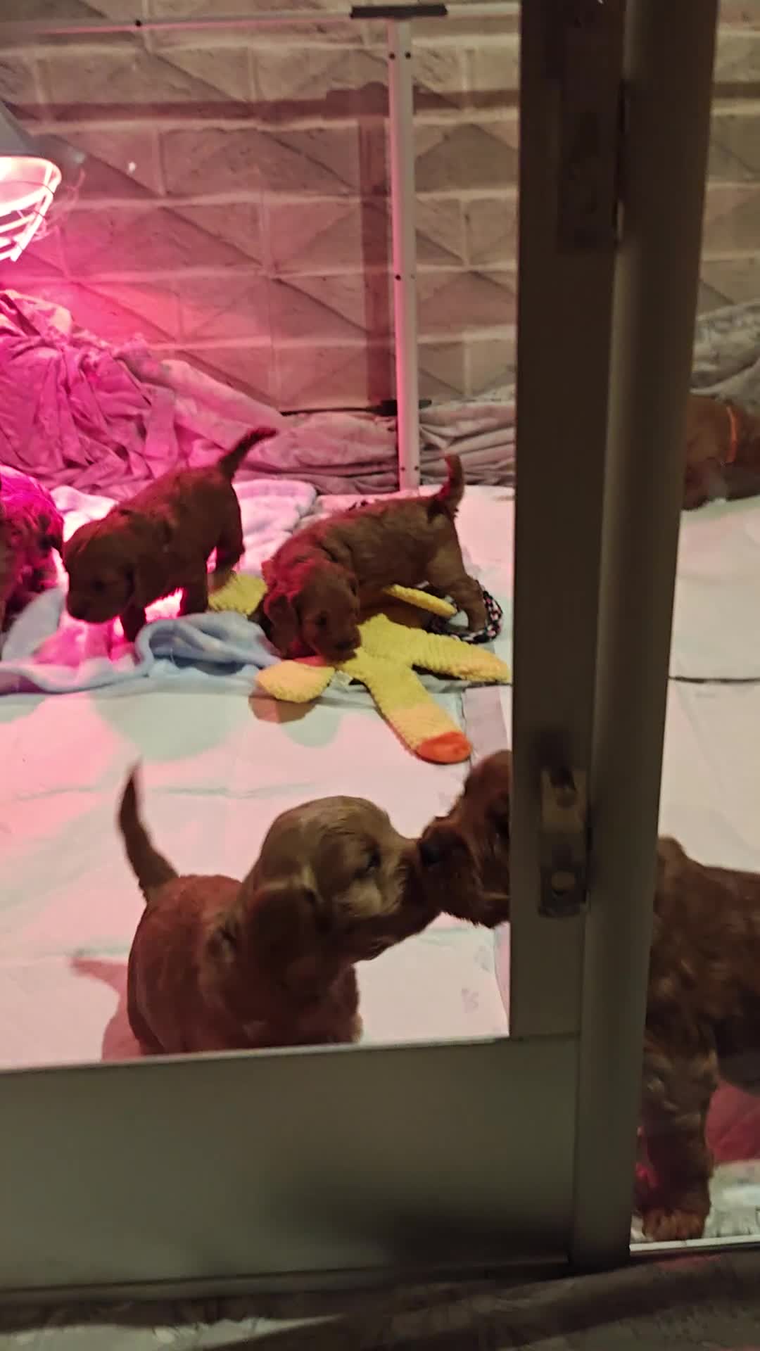 Cockapoo dogs for sale: Beautiful cockapoos puppies  - Video 1