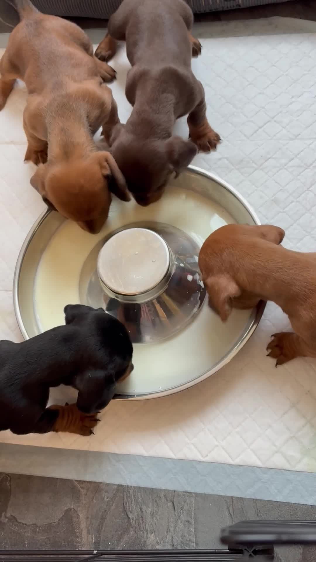 Dachshund dogs for sale: Adorable Dachshund puppies for sale  in Nelson - Video 1